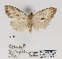  (Meganola seydeli - ANHRTUK00057003)  @11 [ ] COPYRIGHT (2021) Unspecified ANHRT