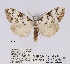 ( - ANHRTUK00057278)  @11 [ ] COPYRIGHT (2021) Unspecified ANHRT
