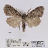  (Meganola allardi - ANHRTUK00058497)  @11 [ ] COPYRIGHT (2021) Unspecified ANHRT