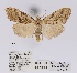  ( - ANHRTUK00058524)  @11 [ ] COPYRIGHT (2021) Unspecified ANHRT