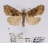  (Meganola smithi - ANHRTUK00059223)  @11 [ ] COPYRIGHT (2021) Unspecified ANHRT
