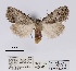  (Meganola foviferoides - ANHRTUK00059281)  @11 [ ] COPYRIGHT (2021) Unspecified ANHRT
