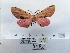  (Rhodophthitus formosus - ANHRTUK00073395)  @11 [ ] COPYRIGHT (2021) Unspecified ANHRT