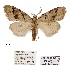  (Meganola minorata - ANHRTUK00073578)  @11 [ ] COPYRIGHT (2021) Unspecified ANHRT
