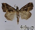  (Meganola hypenoides - ANHRTUK00073582)  @11 [ ] COPYRIGHT (2021) Unspecified ANHRT