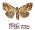  (Meganola introfusca - ANHRTUK00073588)  @11 [ ] COPYRIGHT (2021) Unspecified ANHRT