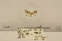  (Nola lugubris - ANHRTUK00094780)  @11 [ ] COPYRIGHT (2021) Unspecified ANHRT