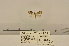  (Nola parasomata - ANHRTUK00136182)  @11 [ ] COPYRIGHT (2021) Unspecified ANHRT