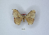  (Campimoptilum simukondai - ANHRTUK00189739)  @11 [ ] Copyright (2021) Unspecified ANHRT