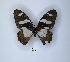  (Graphium poggianus - ANHRTUK00190189)  @11 [ ] Copyright (2021) Unspecified ANHRT