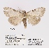  (Meganola palaeographa - ANHRTUK00194118)  @11 [ ] COPYRIGHT (2021) Unspecified ANHRT