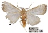  (Meganola pyrrhosoma - ANHRTUK00194123)  @11 [ ] COPYRIGHT (2021) Unspecified ANHRT