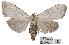  ( - ANHRTUK00194130)  @11 [ ] COPYRIGHT (2021) Unspecified ANHRT