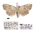  (Meganola rhyssomorpha - ANHRTUK00194139)  @11 [ ] COPYRIGHT (2021) Unspecified ANHRT