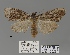  (Meganola caligilinea - ANHRTUK00194146)  @11 [ ] COPYRIGHT (2021) Unspecified ANHRT