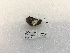  (Schausia leona - ANHRTUK00194531)  @11 [ ] COPYRIGHT (2021) Unspecified ANHRT