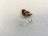  ( - ANHRTUK00194532)  @11 [ ] COPYRIGHT (2021) Unspecified ANHRT