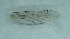  (Anopheles daciae sp. inq - IZA57)  @11 [ ] Copyright (2018) Unspecified IZLER