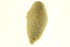 (Helobdella stagnalis - BIOUG00690-G07)  @13 [ ] CreativeCommons - Attribution (2011) CBG Photography Group Centre for Biodiversity Genomics