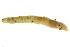  (Octolasion cyaneum - BIOUG00690-G11)  @14 [ ] CreativeCommons - Attribution (2011) CBG Photography Group Centre for Biodiversity Genomics