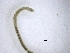  ( - BSC-101.4)  @11 [ ] CreativeCommons - Attribution Non-Commercial (2019) Susan Daniel Great Lakes Center