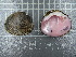  ( - BSC-11.2)  @11 [ ] CreativeCommons - Attribution Non-Commercial (2018) Susan Daniel Great Lakes Center