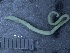  (Spirosperma ferox - BSC-133.1)  @11 [ ] CreativeCommons - Attribution Non-Commercial (2018) Susan E. Daniel Great Lakes Center