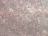  ( - BSC-134.5)  @11 [ ] CreativeCommons - Attribution Non-Commercial (2020) Susan Daniel Great Lakes Center