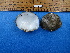  (Cyclonaias nodulata - BSC-15.1)  @11 [ ] CreativeCommons - Attribution Non-Commercial (2019) Susan Daniel Great Lakes Center