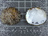  (Quadrula pustulosa - BSC-16.1)  @11 [ ] CreativeCommons - Attribution Non-Commercial (2018) Susan Daniel Great Lakes Center