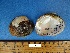  (Cyclonaias pustulosa - BSC-16.6)  @11 [ ] CreativeCommons - Attribution Non-Commercial (2019) Susan Daniel Great Lakes Center