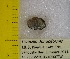  (Truncilla - BSC-18.3)  @11 [ ] CreativeCommons - Attribution Non-Commercial (2019) Susan Daniel Great Lakes Center