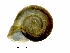 ( - BSC-188.7)  @11 [ ] CreativeCommons - Attribution Non-Commercial (2019) Susan Daniel Great Lakes Center