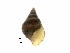  ( - BSC-256.3)  @11 [ ] CreativeCommons - Attribution Non-Commercial (2019) Susan Daniel Great Lakes Center