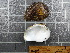  ( - BSC-260.1)  @11 [ ] CreativeCommons - Attribution Non-Commercial (2019) Susan Daniel Great Lakes Center