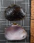  ( - BSC-264.1)  @11 [ ] CreativeCommons - Attribution Non-Commercial (2019) Susan Daniel Great Lakes Center