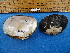  ( - BSC-282.8)  @11 [ ] CreativeCommons - Attribution Non-Commercial (2019) Susan Daniel Great Lakes Center