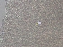  ( - BSC-308.1)  @11 [ ] CreativeCommons - Attribution Non-Commercial (2020) Susan Daniel Great Lakes Center