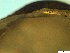  ( - BSC-51.7)  @11 [ ] CreativeCommons - Attribution Non-Commercial (2019) Susan Daniel Great Lakes Center