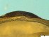  ( - BSC-51.8)  @11 [ ] CreativeCommons - Attribution Non-Commercial (2019) Susan Daniel Great Lakes Center