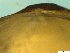  ( - BSC-51.8)  @11 [ ] CreativeCommons - Attribution Non-Commercial (2019) Susan Daniel Great Lakes Center