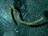  ( - BSC-67.4)  @11 [ ] CreativeCommons - Attribution Non-Commercial (2018) Susan E. Daniel Great Lakes Center