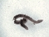  ( - BSC-77.7)  @11 [ ] CreativeCommons - Attribution Non-Commercial (2019) Susan Daniel Great Lakes Center