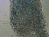  ( - BSC-89.1)  @11 [ ] CreativeCommons - Attribution Non-Commercial (2018) Susan E. Daniel Great Lakes Center