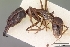  (Odontomachus assiniensis - CASENT0009459-D01)  @13 [ ] Unspecified (default): All Rights Reserved  Unspecified Unspecified