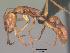  (Anochetus goodmani - CASENT0053814-D02)  @13 [ ] Unspecified (default): All Rights Reserved  Unspecified Unspecified