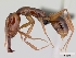  (Anochetus madagascarensis - CASENT0060008-D01)  @13 [ ] Unspecified (default): All Rights Reserved  Unspecified Unspecified
