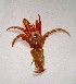  ( - AQB-ANU-KER-NEE-05)  @11 [ ] Copyright (2013) Dr.A Biju Kumar Dept. of Aquatic Biology