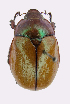  ( - ww01179)  @11 [ ] CreativeCommons - Attribution Non-Commercial Share-Alike (2017) Andrew Mitchell Australian Museum