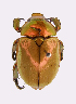  (Anoplognathus macleayi aurora - ww01350)  @11 [ ] CreativeCommons - Attribution Non-Commercial Share-Alike (2017) Andrew Mitchell Australian Museum